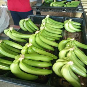  Bananes Cavendish De Colombie - fruits et légumes distribution et exportation de bananes cavendish (musa acuminata) de qualit&eacute; sup&eacute;rieure en provenance de colombie. incoterms fob ou cif . notre soci&eacute;t&eacute; est implant&eacute;e &agrave; bogota et est g&eacute;r&eacute;e par deux associ&eacute;s fran&ccedil;ais. n'´h&eacute;si
