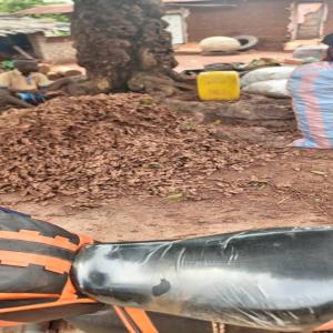  Fournisseur De Gingembre - autres bonjour,  --je suis &agrave; la recherche de fournisseurs de 100 tonnes de gingembre.. merci de me proposer votre offre.--nb- je recherche uniquement des fournisseurs locaux (c&ocirc;te d'ivoire)