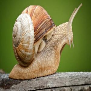  Escargots Vivant Ou Surgelés - animaux vivants bonjour --nous somme une société en algérie de conditionnement,  on peut vous servir des quantités d'escargots surgelés ou vivant avec des bonnes qualités,  veuillez nous envoyer votre besoin en détail avec une offre de prix pour chaque qualités 