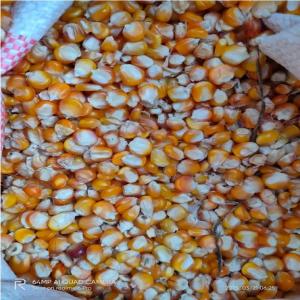  Maïs De Madagascar - fruits et légumes nous avons des maïs popcorn de madagascar. prix 650euro/tonne fob quantit&eacute; de livraison 50tonnes qualit&eacute; bien sec et bien tri&eacute;