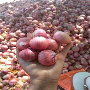  Oignons De Madagascar - fruits et légumes nous avons tout type de taille d'oignon- petit,  moyen et gros calibre  de tr&egrave;s bon prix.--prix 750euro/tonne fob--qualit&eacute; de votre choix mais tr&egrave;s sec.--