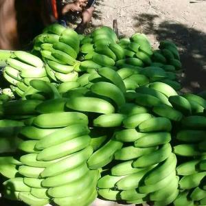  Bananes Bien Frais - fruits et légumes les fruits de madagascar sont très bon et sans angrais chimique.--des bananes vertes--prix  625euro / tonne fob