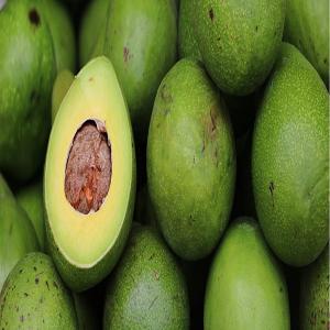  Avocat Frais - fruits et légumes les avocats de madagascar sont bien frais et naturels.--nous offrons des avocat de gros calibres,  tout naturel,  vert mais murs.--quantité dispo 10tonnes--700euro/tonne--