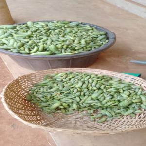  Cornichons De Grade 160+ Disponibles - fruits et légumes nous produisons des cornichons sur notre ferme agricole au b&eacute;nin. nous recherchons des clients pour un partenariat productif durable.