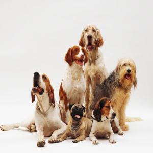  Nutrition Animale Multi Especes/pet Food - aliments pour animaux bonjour,  --je collabore avec plusieurs fabricants dans les domaines de la nutrition animale--- premix multi espèces 0, 1% a 5% --- lithothamme/algue rouge--- pet food chiens chats,  humide et sec--- licking blocks--- alfa alfa balle and pellets--- veterinary product--- equipment