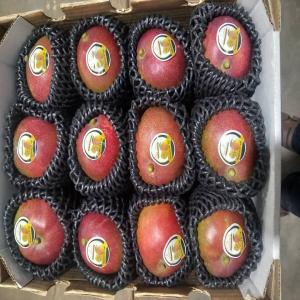 Cherche Des Partenaires En Vente De La Mangue - fruits et légumes nous cherchons des partenaires pour la mise en place d'un réseau de distribution de la mangue sur le plan international.
