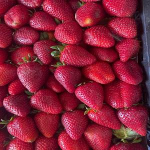  Offre Spéciale Fraise D'algérie - fruits et légumes  nous avons des fraises juteuses et tr&egrave;s sucr&eacute;es cultiv&eacute;es dans des champs &agrave; l'air libre de la r&eacute;gion de jijel origine alg&eacute;rie pour tous renseignements merci de nous contacter. cordialement.