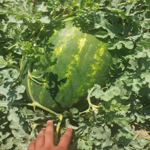  Exportation Pasteque - fruits et légumes nous cherchons des clients pour exportation pasteque depuis le maroc ,  qualité assurer et disponibilité toute la compagne 