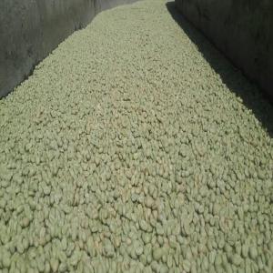  Arabica And Robusta Coffee Beans - café cacao thé  1.robusta coffee screen 16 - 18,  grade 1 & 2--specifications--1. arabica coffee grade 1,  screen18--moisture- 12.5% max--admixture -0.5% max--black & broken beans- 2%--above screen 18- 90%--2.arabica coffee beans -grade 1,  screen 16 - 18--moisture -12.5% max.--admixture -0.5% max--black & broken bea