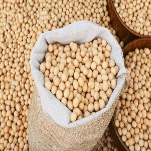  High Quality Soybeans For Export - roasted seeds and nuts  we offer premium-grade,  non-gmo soybeans and related products,  ideal for food processing,  feed manufacturing,  and oil extraction.----   product range---   whole soybeans----   soybean oil----   soybean meal----   specifications---grade- premium,  non-gmo,  conventional----moisture content-   13%----p