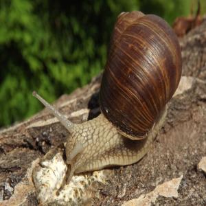  Escargots Vivants Helix Pomatia - animaux vivants salutations! nous sommes une entreprise ukrainienne qui collecte des escargots helix pomatia en ukraine.nous recherchons des partenaires pour vendre helix pomatia en europe,  3-4, 5 euros/kg de 100 à 300 tonnes.si cela vous intéresse,  veuillez nous contacter nous garantissons un volume d