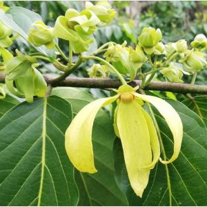  Huile Essentielle D'ylang-ylang - épices aromates bonjour,  nous sommes spécialisés dans la vente d'huiles essentielles d'ylang-ylang,  disponibles en grades 1,  2 et 3. nos produits sont issus de plantations situées sur l'île de madagascar,  garantissant une qualité exceptionnelle. nous sommes en mesure de répo
