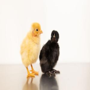  Vente De Poussins Cou Nu Roux Et Cou Nu Noir - viandes et oeufs nous venons de lancer notre couvoir avec 2 souches de poulets--cou nu roux t451ni et cou nu noir t751n--les poussins sont vaccinés marek/gumboro,  bi et coccidiose--possibilité de faire 3000 poussins semaine--les souches sont évolutive,  ne pas hésitez à nous contact