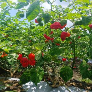 Piments De République Dominicaine - épices aromates 5 tonnes de piments red fire frais (dominican jalapeno),  haute qualité et saveur,  unique sur le marché,  me contacter en privé. facilité de douane et transport. 