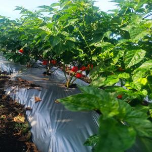  Vente De Piments Dominicains - épices aromates vente de piments dominicain en grosse quantite,   5 tonnes par semaine. --frais ou en boîte pour préparation pattes.
