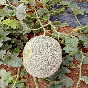  Melon Ananas - fruits et légumes comme d habitude et a chaque saison on vous propose nos produits fruits pasteque tigre et melon ananas origine region centre sud et zagora du maroc avec qualité superieur et meilleur condition d exportation.--- fob - cnf