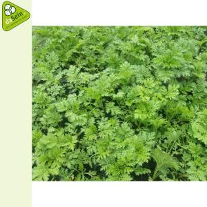 Culture Artémisia, Moringa, Manioc Et Maïs. - céréales notre association mène actuellement un projet agricole en angola,  axé sur la culture de l artémisia et du moringa. --pour assurer l'irrigation des cultures,  nous cherchons un financement d environ chf 6'000 destiné à l achat de deux pompes à eau.--ce projet 