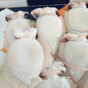 Calamars - poissons je vends des poissons calamars fraîche venu de la mer je souhaite avoir des clients ici au sénégal que pourrait servir 50 kilos par jour 