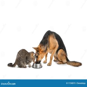  Opportunities In Pet Food - feed pets are occupying a growing place in our homes,  becoming true members of the family. their well-being,  particularly through appropriate,  high-quality nutrition,  is therefore essential.----with this in mind,  we collaborate with recognized suppliers specializing in the field of animal nutrition.----i