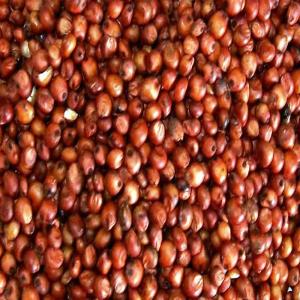  Dried Red Sorghum Grains - cereals we are looking for strong end buyers interested in establishing business relationships with us for our product  dried red sorghum grains.  we have the large capacity to supply and deliver to you with all possible logistics. in addition,  we are ready to make you a competitive price offer depending on