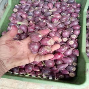  Barbarie Rouge - fruits et légumes je suis producteur de figues de barbarie rouges. je recherche un distributeur ou un revendeur pour vendre mes produits.