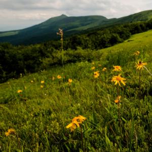  Arnica Montana - matiere vegetale nous sommes fabricants de ---plantes médicinales (arnica montana,  mousse d'islande,  baies sauvages (argousier,  myrtilles sauvages,  canneberges) et champignons sauvages (cèpes,  girolles,  trompettes de la mort).-- nous offrons la meilleure qualité de la région nord de la ro