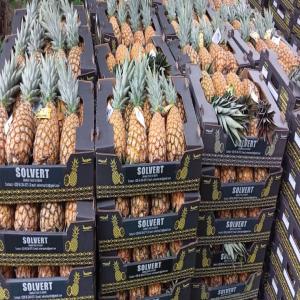  Ananas Frais Et Certifié - fruits et légumes soci&eacute;t&eacute; b&eacute;ninoise sp&eacute;cialis&eacute;e dans la production le conditionnement et l acheminement des ananas cayennes lisses et pains de sucre. qu ils soient color&eacute;s ou verts les deux vari&eacute;t&eacute;s d ananas sont irr&eacute;sistibles aux go&ucirc;ts. les condi