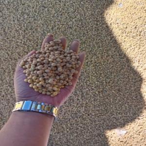  Soja De Madagascar - autres nous proposons du soja cultivé à madagascar,  pret pour l'exportation immédiate.--notre produit est sélectionné avec soin pour garantir qualité et traçabilité.----ce que nous offrons -----soja en grande quantité disponible----possibilit&e