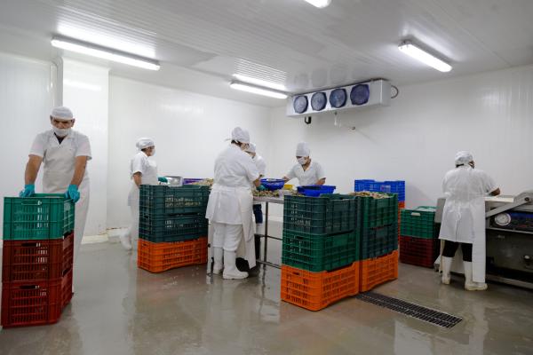  L'excellence Des Produits De La Mer Du Maroc - poissons basée à casablanca,  est spécialisée dans la promotion et l'exportation de produits de la mer haut de gamme du maroc. notre gamme variée comprend des poissons,  crustacés,  céphalopodes et produits transformés,  avec un engagement envers la peche r
