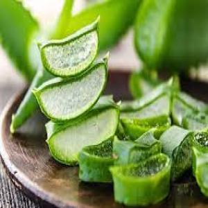  Aloe Vera Certifiee Bio Corse - matiere vegetale producteur d'aloe vera biologique situé en corse,  offrant une matière première de haute qualité,  cultivée et transformée localement. notre exploitation s'étend sur 5 hectares,  où nous pratiquons une agriculture respectueuse de l'environnement,  sans pe