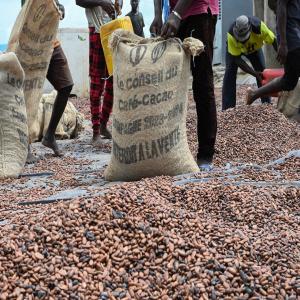  Fèves De Cacao De Côte D'ivoire/ivoirien - café cacao thé nous sommes une entreprise ivoirienne spécialisée dans la production,  la collecte,  la transformation et l exportation de produits agricoles de qualité,  avec un ancrage fort dans les filières durables. reconnue pour  notre sérieux et notre capacité à s