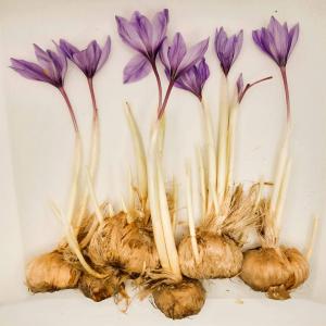  Vente Crocus Sativus - épices aromates vente de bulbes de crocus sativus de souche quercy en agriculture biologique (certification bureauveritas) et accompagn&eacute; d'un passeport phytosanitaire. vente de tout type de calibre livraison juillet et ao&ucirc;t chaque bulbe est soigneusement inspect&eacute; avant d'etre conditionn&ea