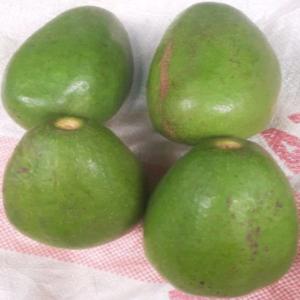  Avocats Hass De Madagascar - fruits et légumes avocat mur--variété hass de madagascar --capacité de livraison 25tonnes par 15jours--prix 500euro la tonne --type d'emballage - sac de 50kg ou en caisson 20kg--type de paiement- virement bancaire ou espece avec une avance sur commande----