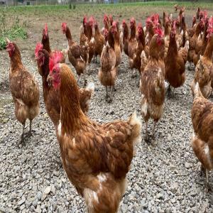  Partenariat Élevage Avicole. - viandes et oeufs bonjour, --nous sollicitons un partenariat pour la création d'une ferme de production de poulets de chair et des oeufs de poules intensive au cameroun.--une étude de faisabilité a été élaborée à cet effet et peut etre consultée des person