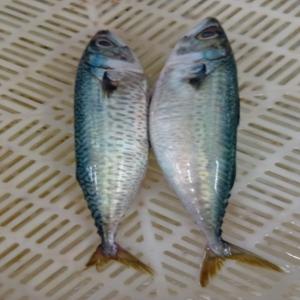  Pêche Dakhla-maroc - poissons bonjour, --nous sommes une soci&eacute;t&eacute; professionnelle, sp&eacute;cialis&eacute;e dans le domaine de la peche &agrave; dakhla-maroc. on fait l'exportation des esp&egrave;ces suivantes-maquereaux,  chinchard,  mixtes,  mulet,  bonite et les thon congel&eacute;--bienvenu chez nous