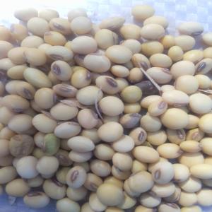  Soya Beans New Season Crop Available Now! - roasted seeds and nuts     origin- kenya ----we are offering high-quality,  freshly harvested soya beans from the new season crop   ideal for processing,  export,  or resale.----   bulk packaging- 50 tons and above----  clean and sorted----   target buyers- wholesalers,  importers,  bulk buyers only----   note- we are only res