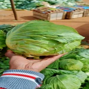  Choux Vert De Madagascar - fruits et légumes si vous cherchez des choux vert frais et bio. nous pouvons livrer 20tonnes par semaine.--prix abordable 900euro la tonne.--prix cfr  de votre port.--veuillez nous contacter directement si interessés.--port d'embarquement toamasina de madagascar.--