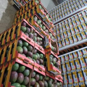 MANGUE KENT - fruits et légumes bonjour  chers tous bientôt la campagne de la mangue kent du senegal,  les enregistrements des commande on commence si vous etes intéressé veuillez nous contacte 