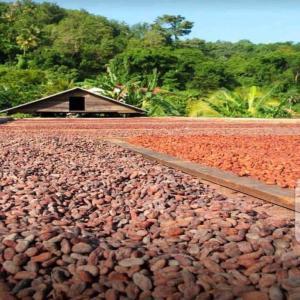  Premium Cocoa Beans For Sale - café cacao thé     high-quality cocoa beans available in bulk   perfect for chocolate manufacturers,  wholesalers,  and specialty buyers.----  product features---carefully hand-selected and fermented for rich flavor----expertly sun-dried to preserve aroma and quality----sourced from trusted farms committed to sustai