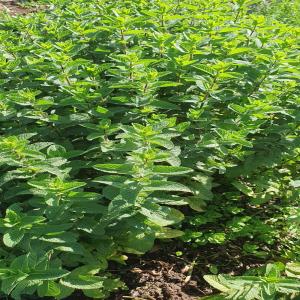  Moroccan Fresh Mint Organic - aromatic spices hello, --we can supply moroccan fresh herbs like,  mint,  thyme,  oregano --our products are issued of organic agriculture with certificate.--on regular basis.--for more details,  please let us know!--