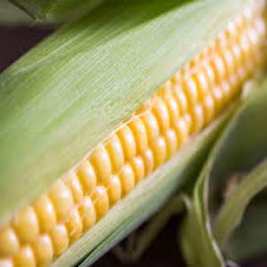  Soft Offer Yellow Corn Ngmo Animal Feed - céréales new 2025 soft offer - yellow corn # 2 ngmo animal feed - up to 150, 000 mt x 12 months with sblc - origin south africa - cif basis-- -- -- ----sco - yellow corn # 2 ngmo--sa---- --   --we have this offer open only for few days with outstanding price & conditions----------product total qty monthly ord