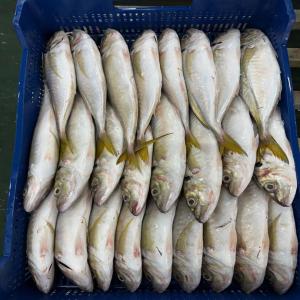  Exportateur De Poisson Mauritanie - poissons je suis exportateur de poisson depuis la mauritanie actuellement nous disposons de plus de 300 tonnes de chinchard blanc g la saisons vient de commencer et bientôt nous aurons a notre disposition les autres espèces de poissons tel que les maquereaux les liches les denton les dentex les 