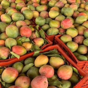  Mangues Kent Export Civ - fruits et légumes nous sommes une société de conditionnement et d exportation de mangues ici à korhogo dans le nord de la cote d ivoire . nous disposons de meilleurs vergers et de mangues de qualités répondants aux standards des normes internationales. procurez vous vos mangues kent