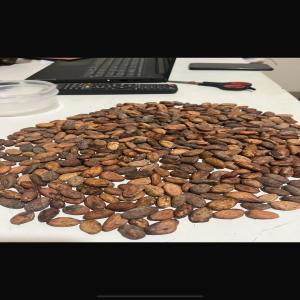  Cacao D'ouganda - café cacao thé f&egrave;ves de cacao de premi&egrave;re cat&eacute;gorie,  r&eacute;colt&eacute;es &agrave; partir de cacaoyers theobroma m&ucirc;rs,  enti&egrave;rement ferment&eacute;s et s&eacute;ch&eacute;s au soleil,  cultiv&eacute;s dans la r&eacute;gion de kasese,  en ouganda. deux vari&eacute;t&eacute;s distin