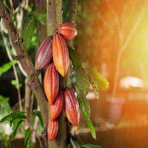  Le Cacao Et Ses Dérivés - café cacao thé nous sommes sommes une entreprise de commercialisation du cacao sous toutes ses formes masse poudre beurre