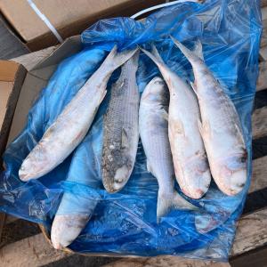  Poissons Toutes Varietes Disponible - poissons nous avons des produits de toutes varietes disponibles chez nos fournisseurs . faites vos commandes et nous vouslivrons en tonne . demi tonne . en gros et demi gros et en conteneurs. nous nous occupons de lalivraison  gratuite.  
