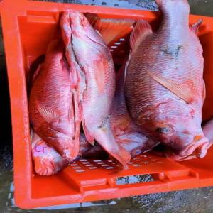 Capitaine Rouge Et Gris - poissons nous sommes de madagascar.--nous faisons de l'exportation des poissons de mer tout type.--les gros poissons +1kg la pièce.--type de poissons capitaines ( rouge et gris)--nous ferons l'exportation avec un conteneur réfrigéré--prix 3, 5euro le kg et 4euro cfr--quantité