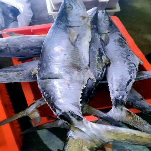  Thon Blanc - poissons nous sommes de madagascar--nous pouvons faire l'exportation de votre commande où que ce soit votre pays.--prix 4 euro le kg bien trié selon votre choix +500g ou +1kg --nous livrerons au port de votre choix,  frais d'envoi au port offert.--délai de livraison 1-2semaines après comm