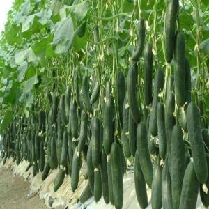  Pepino - fruits et légumes nous vous aproposant nos pepino  en tout calibres et emballage, tres bonne qualite et couleur naturel alors veuillez nous contactre pour plus d information