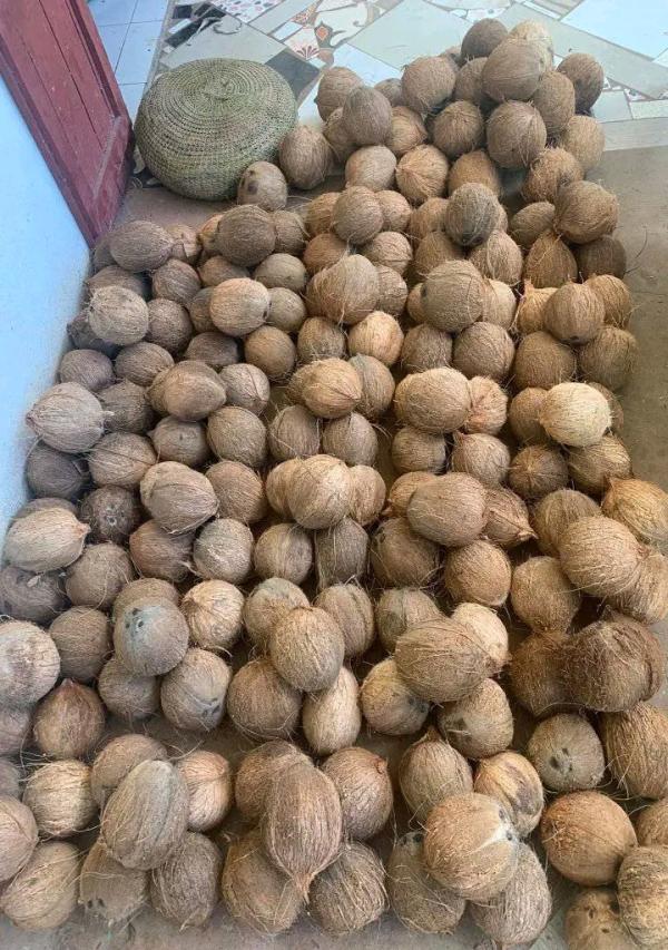  Noix De Coco De Madagascar - autres noix de coco seulement à 0.65euro la piece.--frais cfr de votre rport offert pour une commande + 40000pieces--nous pouvons charger le conteneur 20pieds de suite après validation de commande